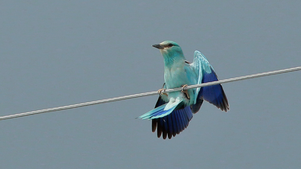 European Roller
