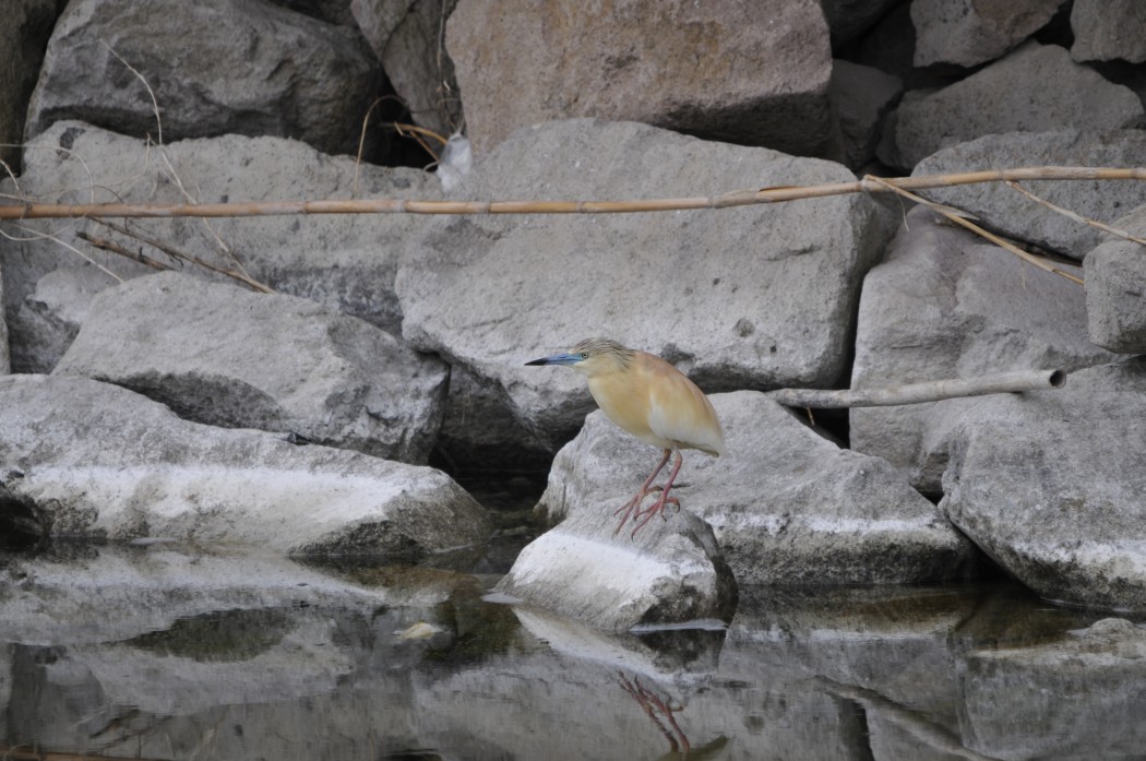 Squacco Heron