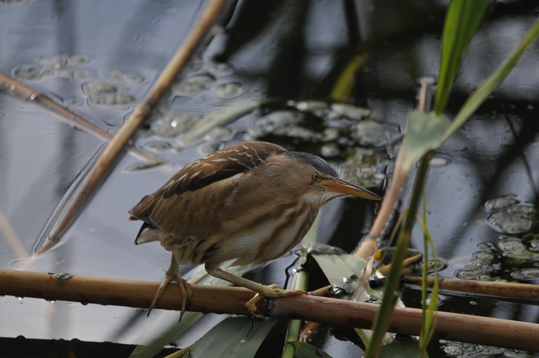 Little Bittern