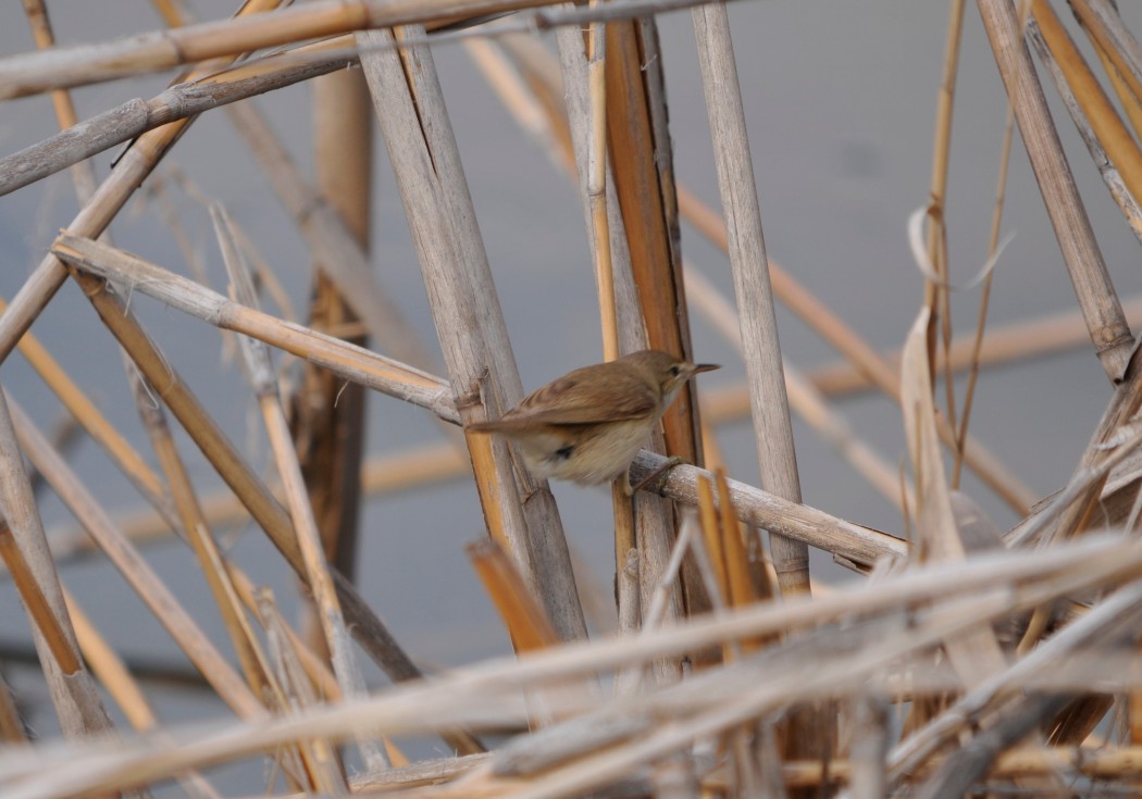 Common Reed Warbler