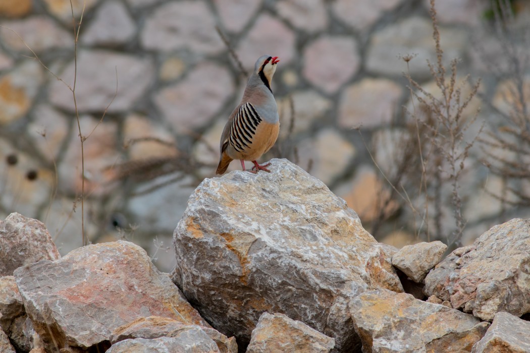 Chukar Partridge