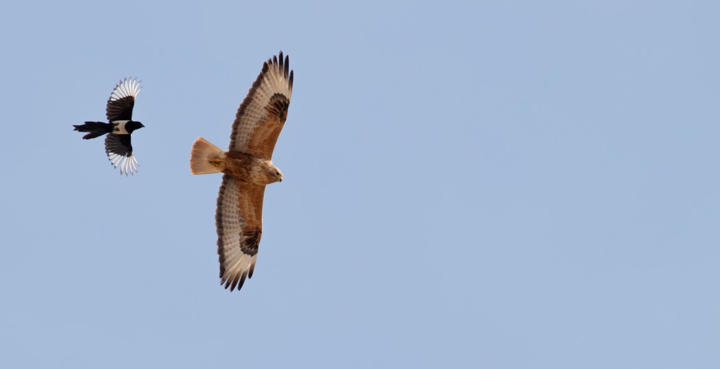 Long-legged Buzzard