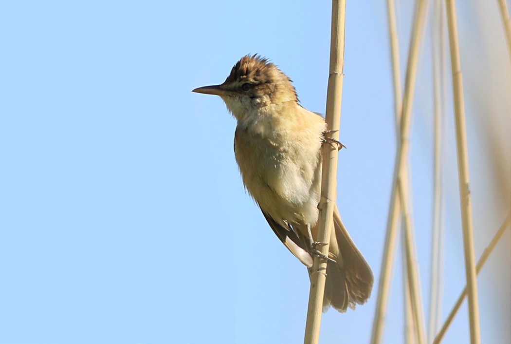 Great Reed Warbler
