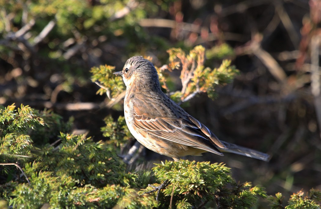 Water Pipit