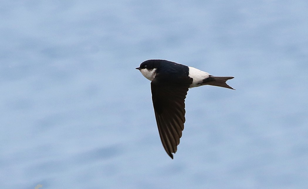 Western House Martin