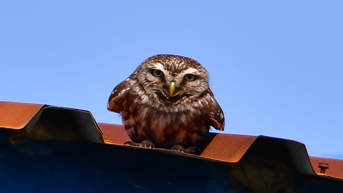 Little Owl