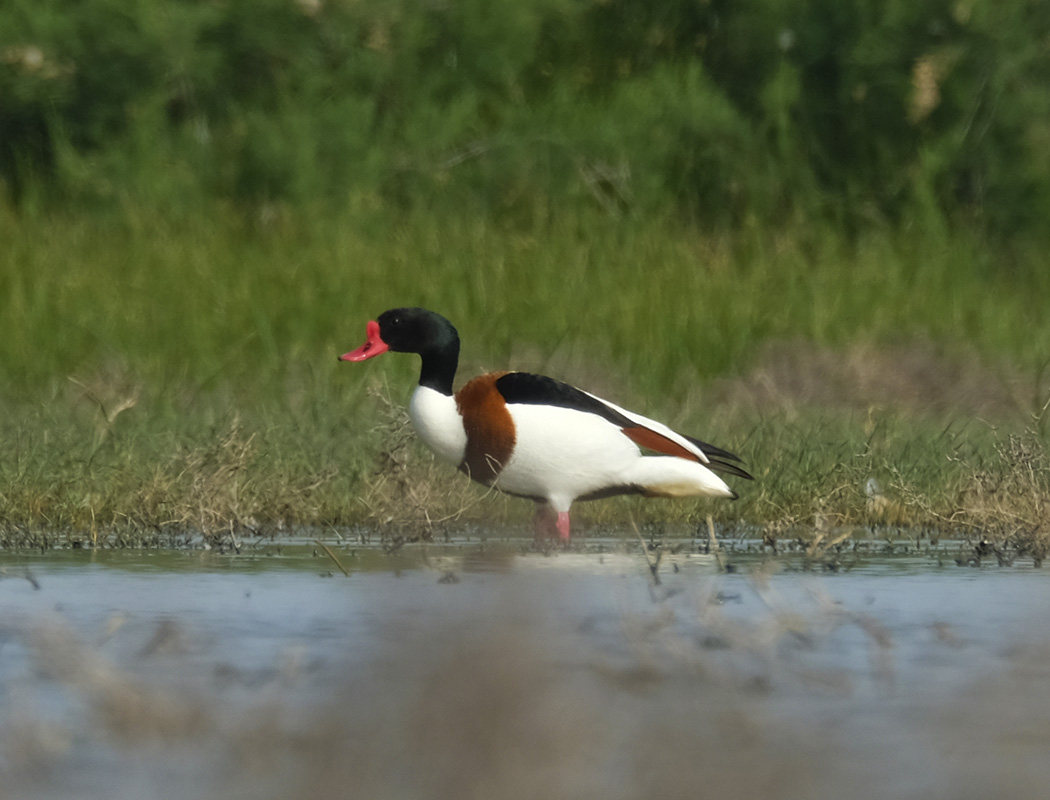 Common Shelduck