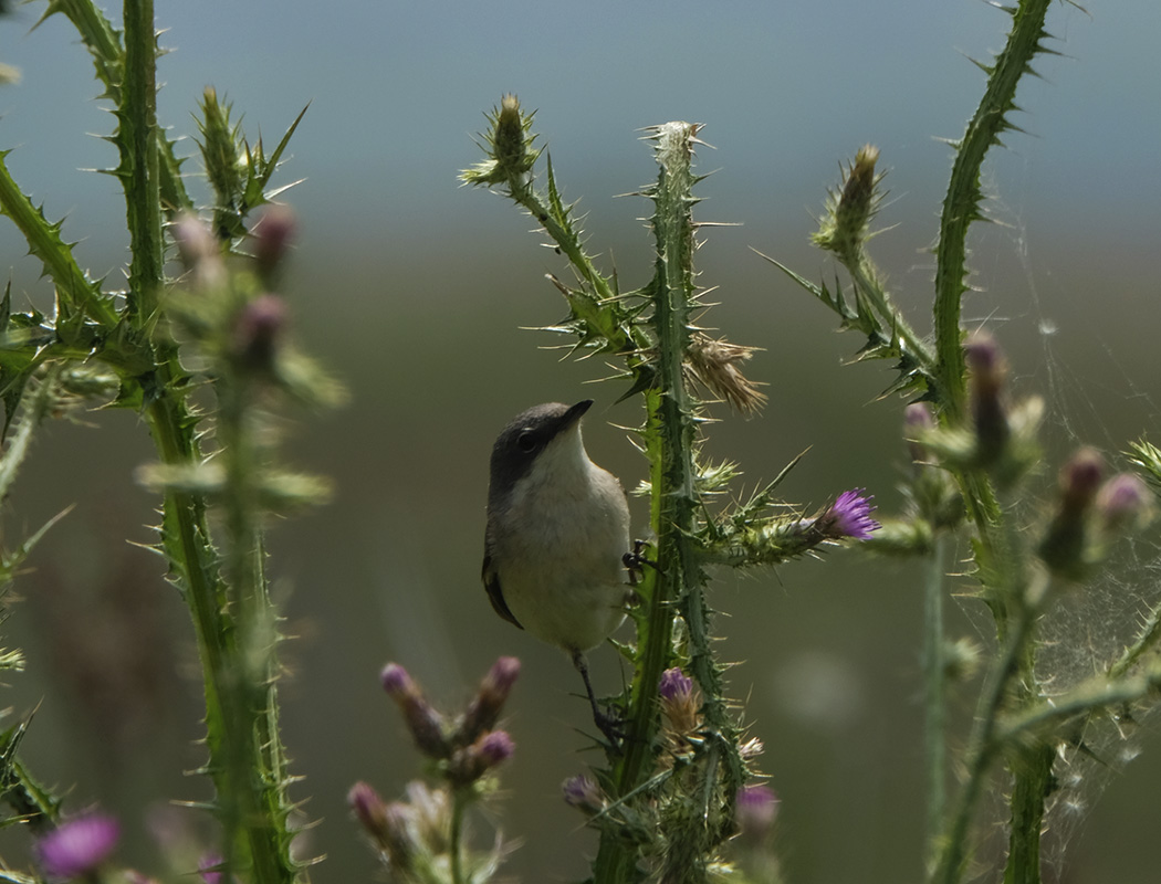 Lesser Whitethroat