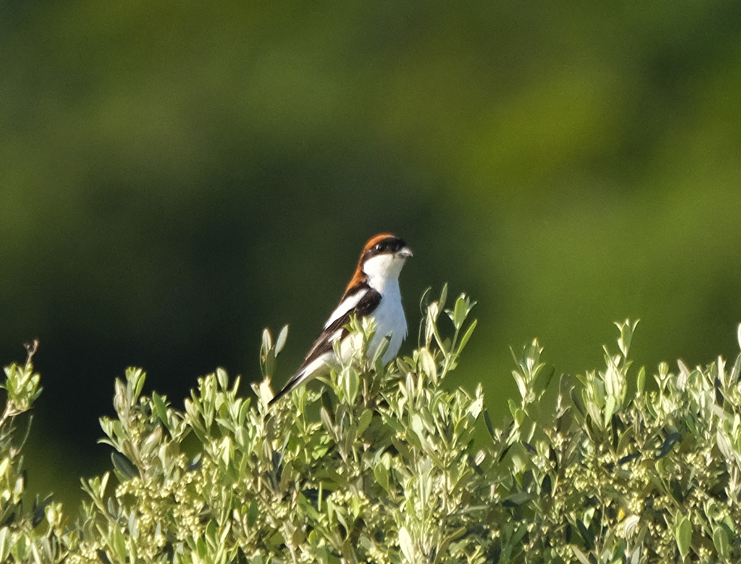 Woodchat Shrike