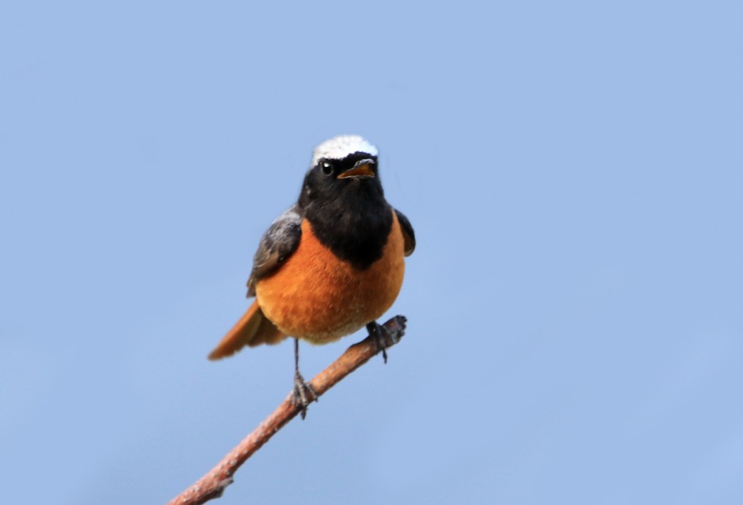 Common Redstart