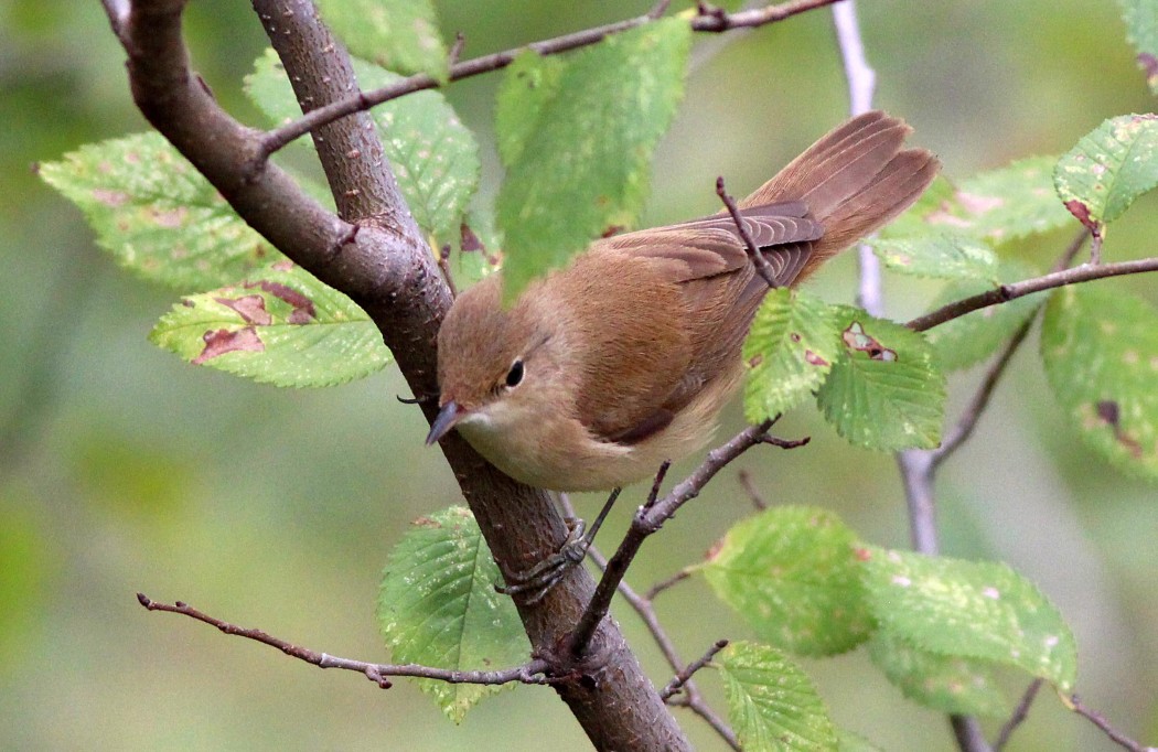Common Reed Warbler