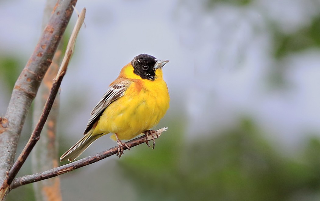Black-headed Bunting