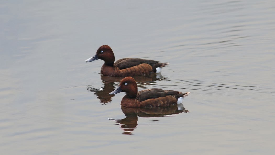 Ferruginous Duck