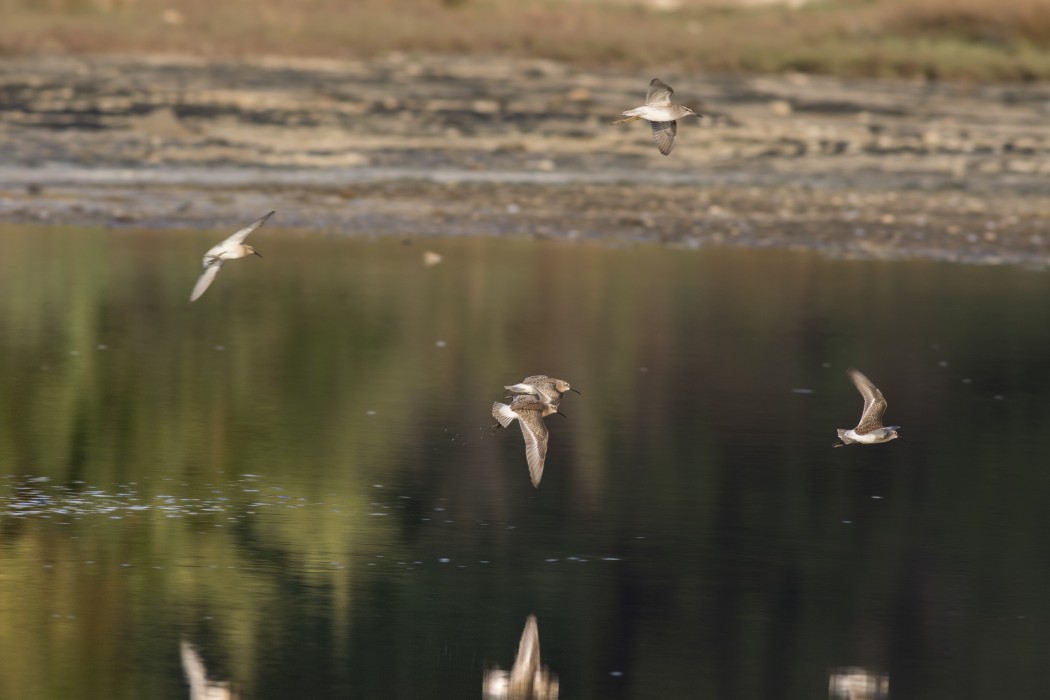 Curlew Sandpiper