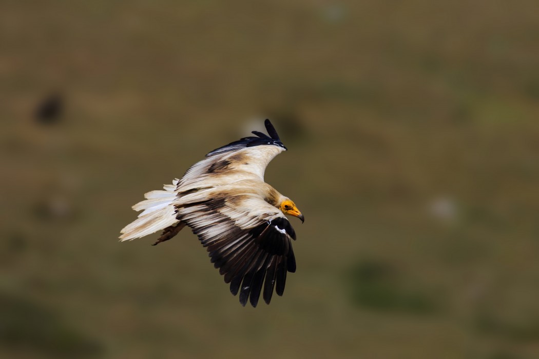 Egyptian Vulture