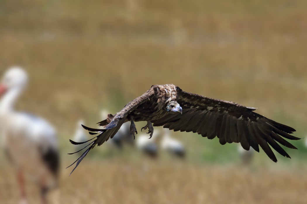 Cinereous Vulture
