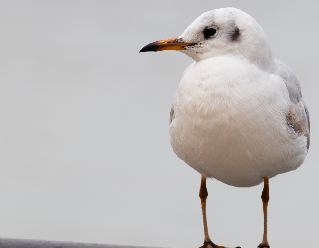 Black-headed Gull