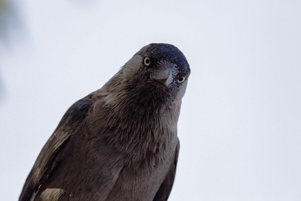 Western Jackdaw