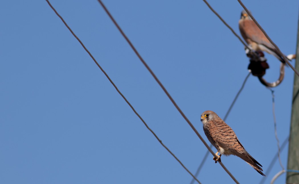 Lesser Kestrel