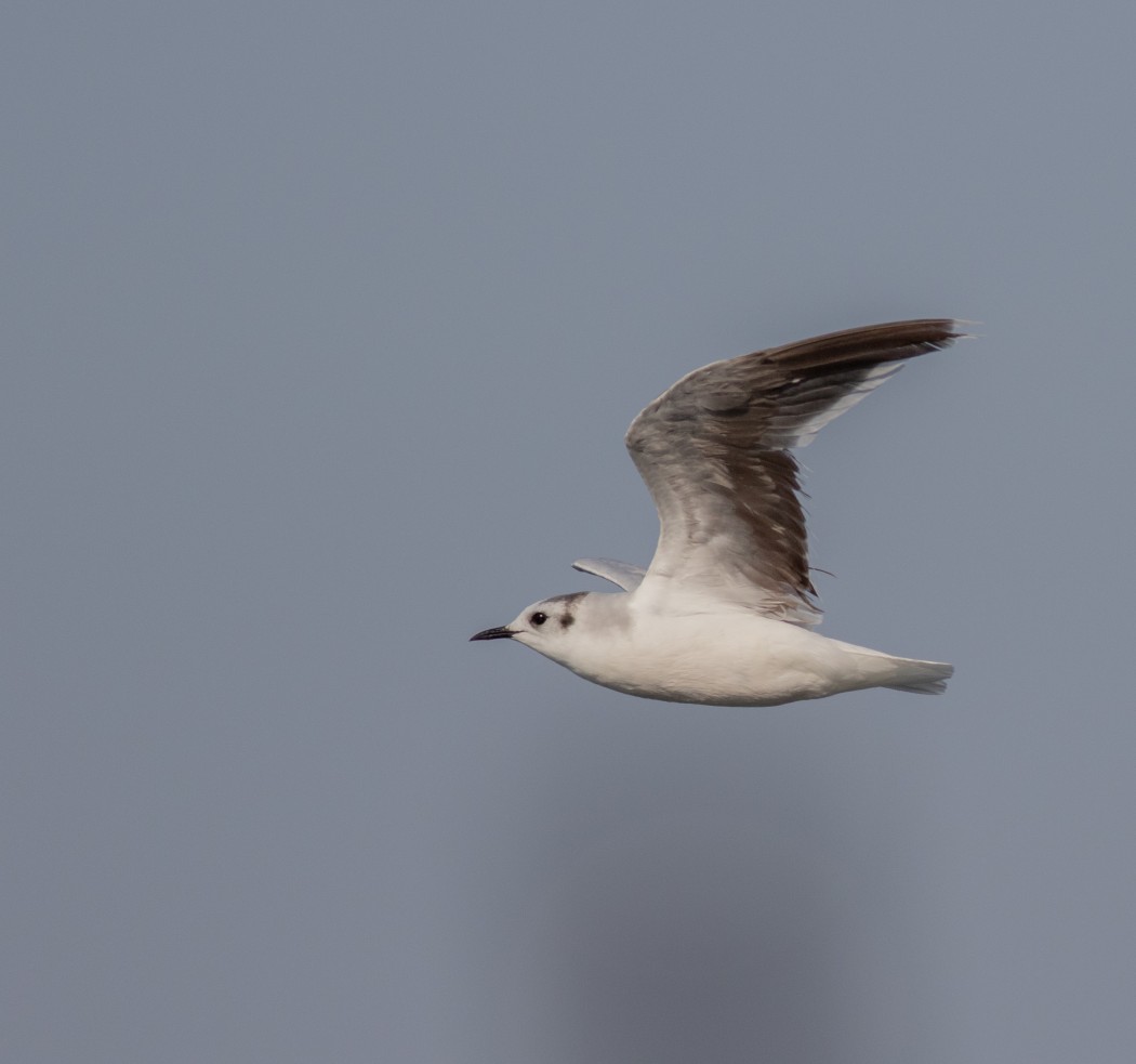 Little Gull