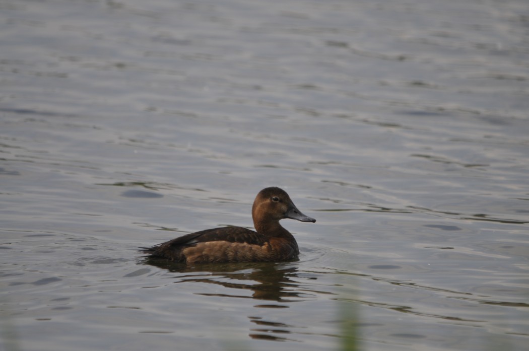 Common Pochard