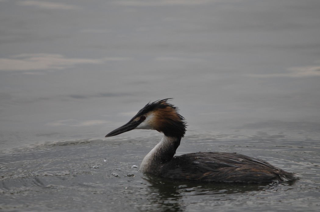 Great Crested Grebe