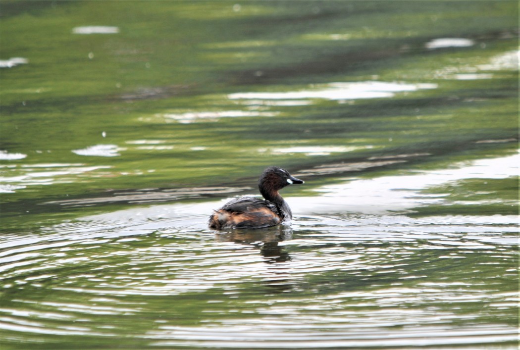 Little Grebe