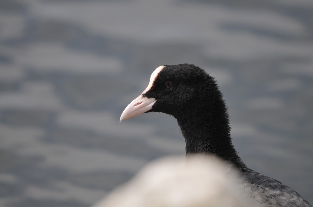 Eurasian Coot
