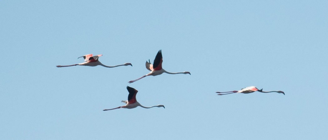 Greater Flamingo