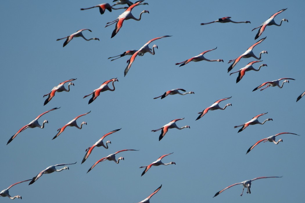 Greater Flamingo