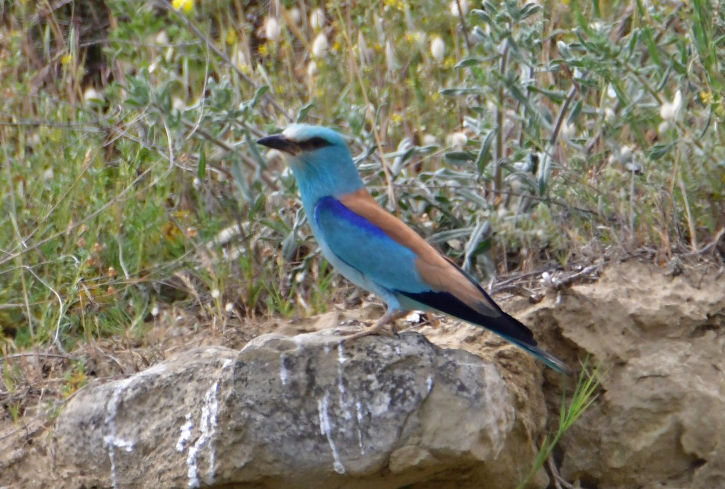 European Roller