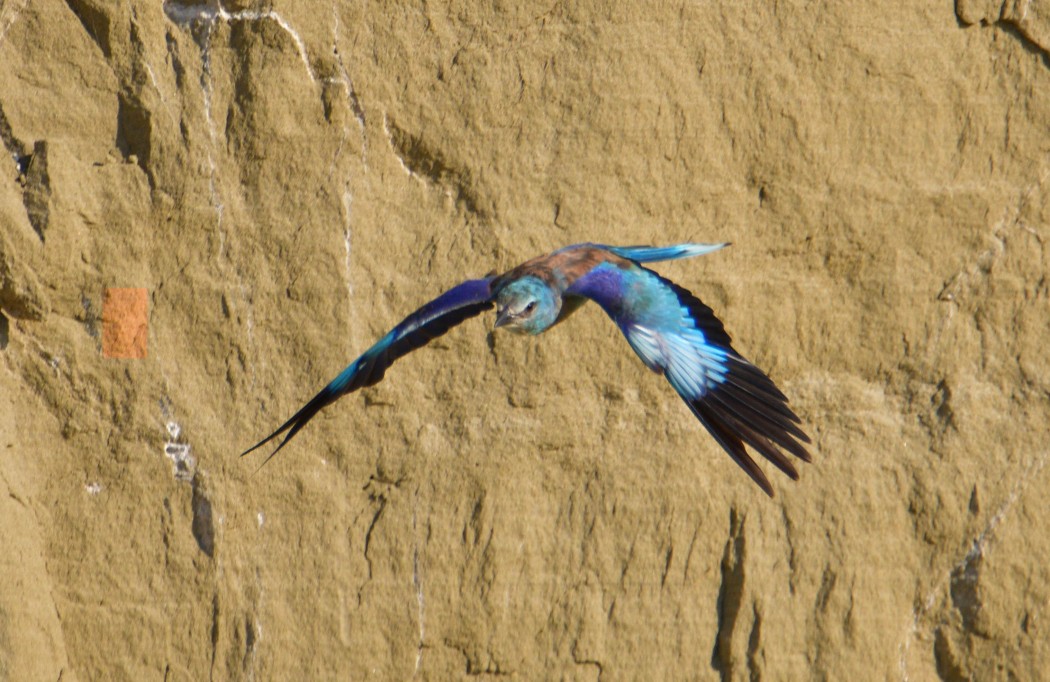 European Roller