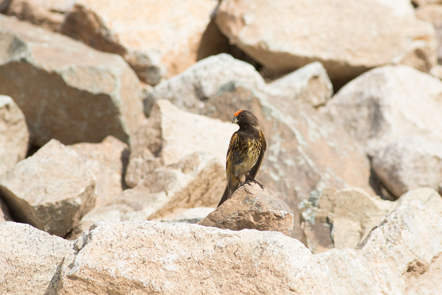 Red-fronted Serin