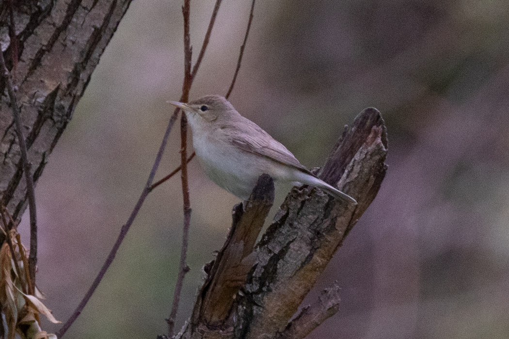 Eastern Olivaceous Warbler