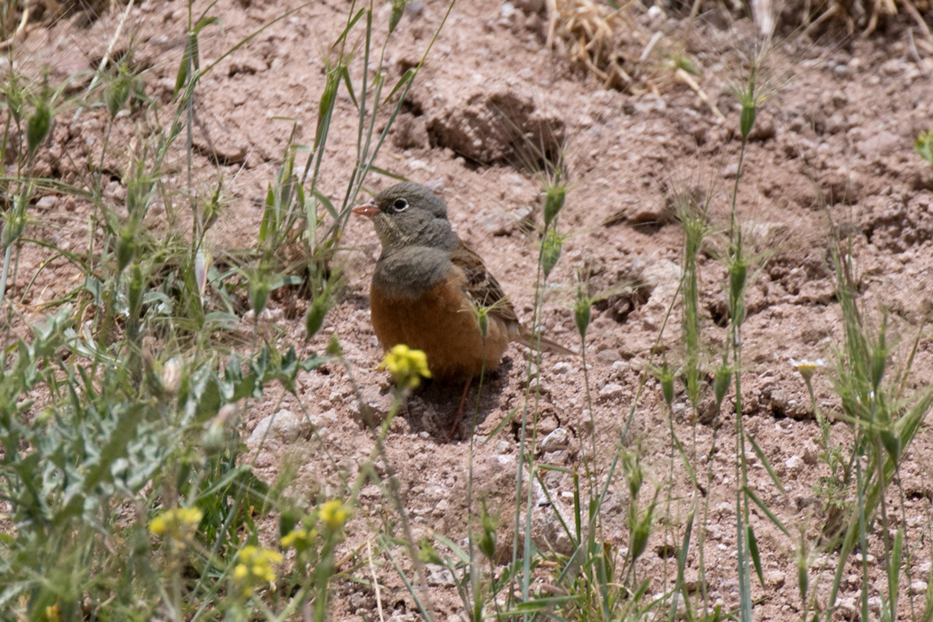Ortolan Bunting
