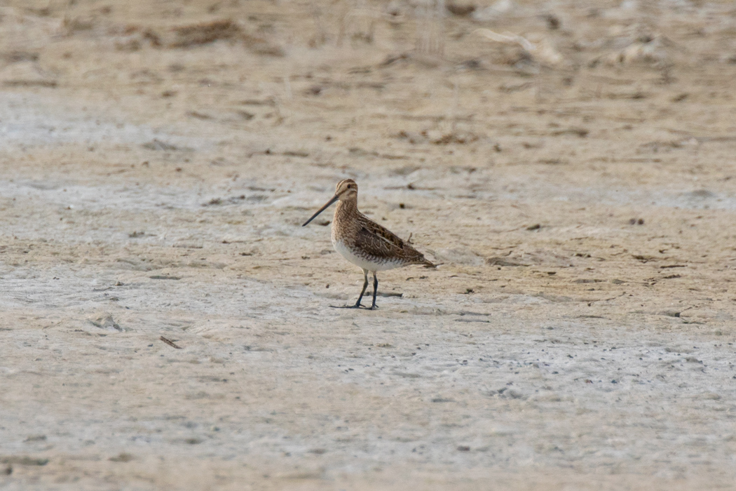 Common Snipe