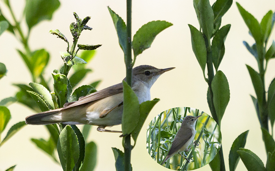 Marsh Warbler