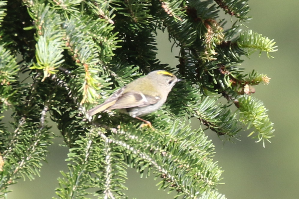 Goldcrest