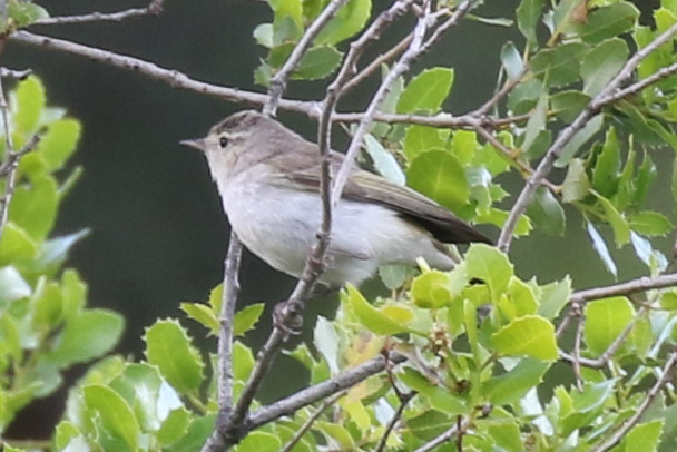 Eastern Bonelli`s Warbler