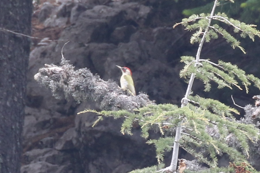 European Green Woodpecker