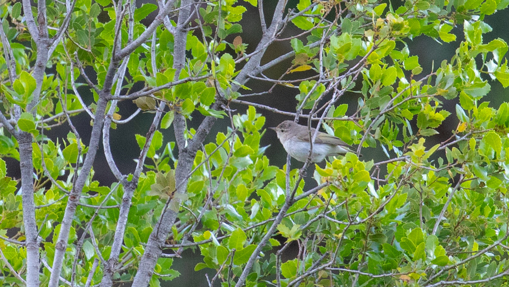 Eastern Bonelli`s Warbler