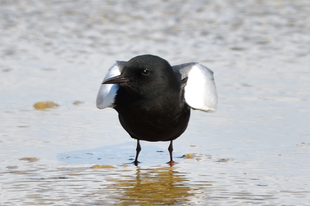 White-winged Tern
