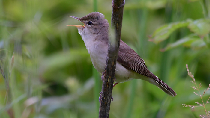 Eastern Olivaceous Warbler