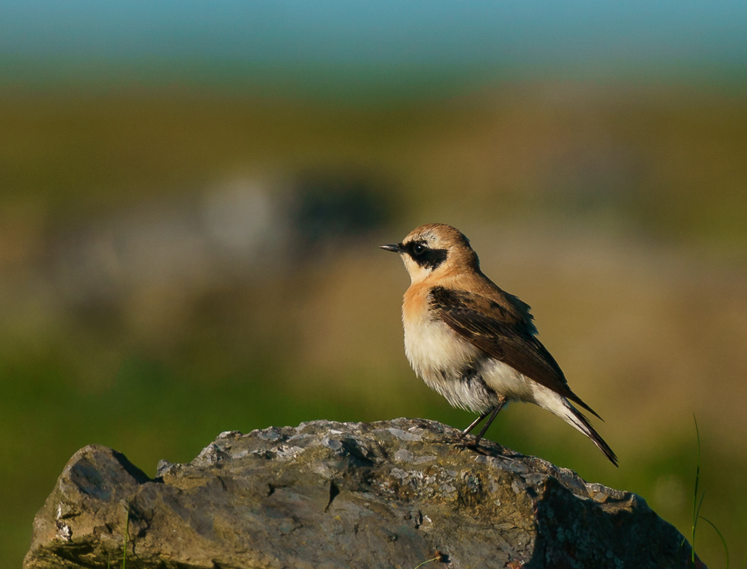 Black-eared Wheatear
