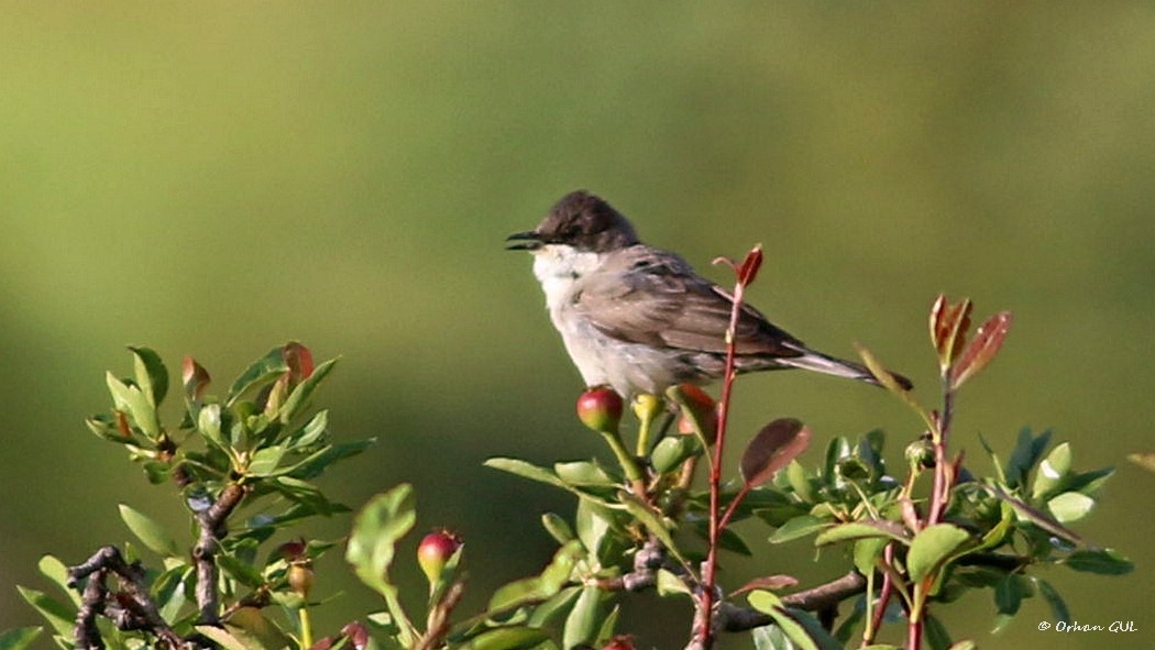 Eastern Orphean Warbler