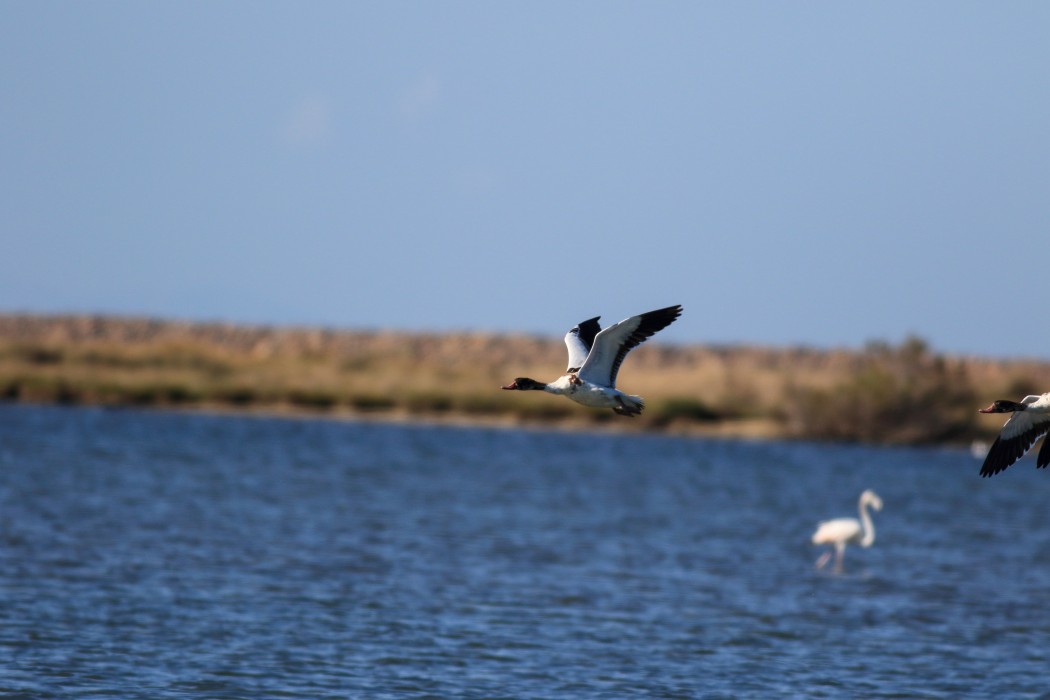Common Shelduck
