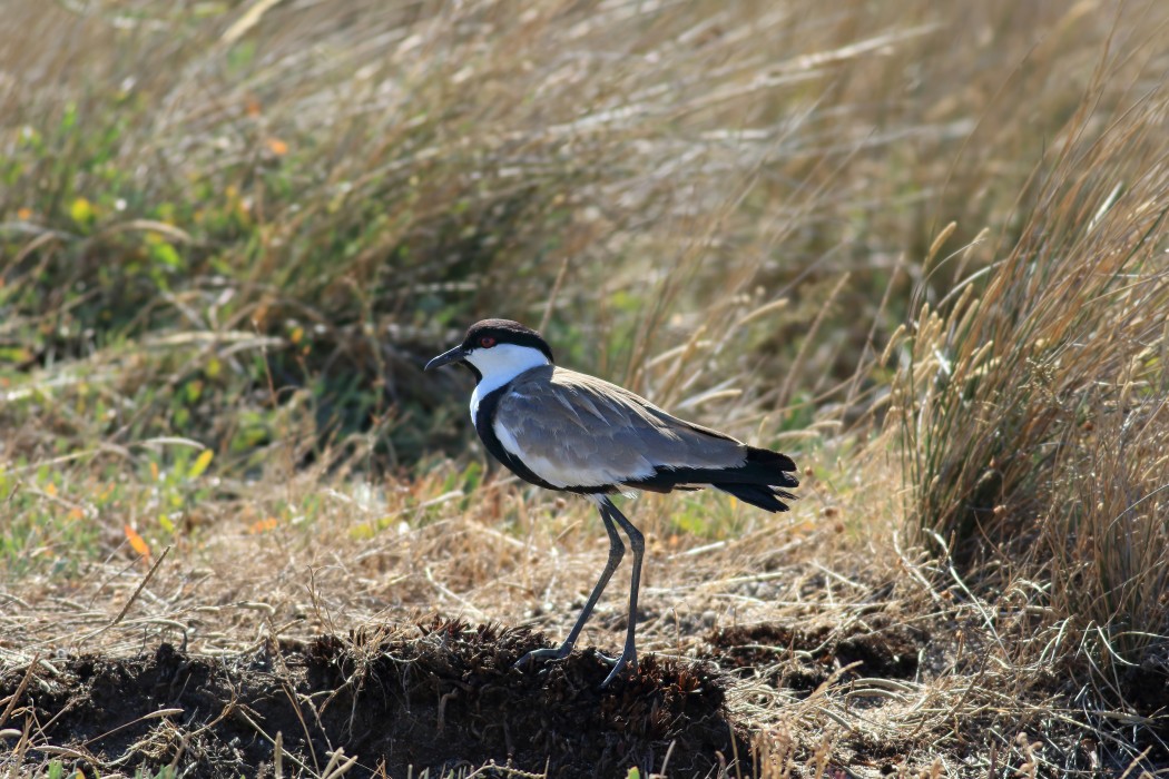 Spur-winged Lapwing