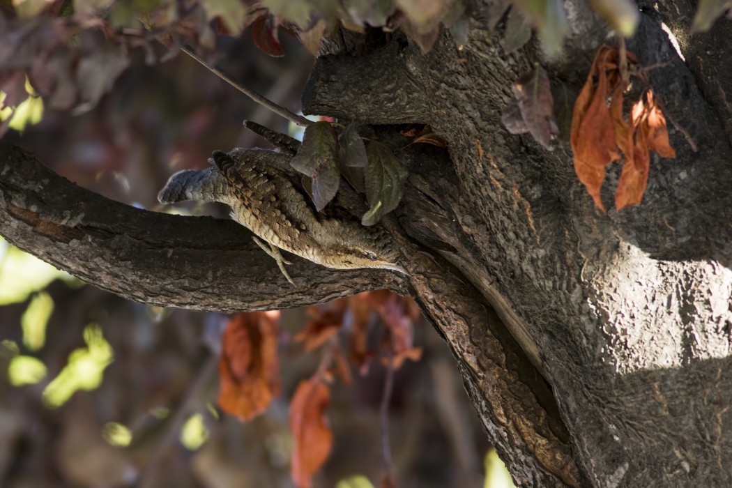 Eurasian Wryneck