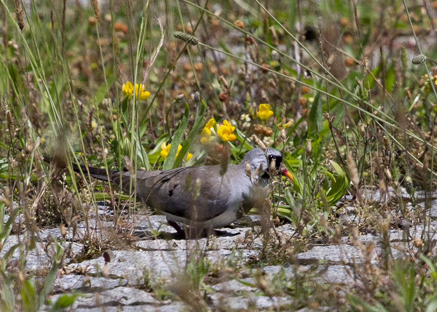 Namaqua Dove