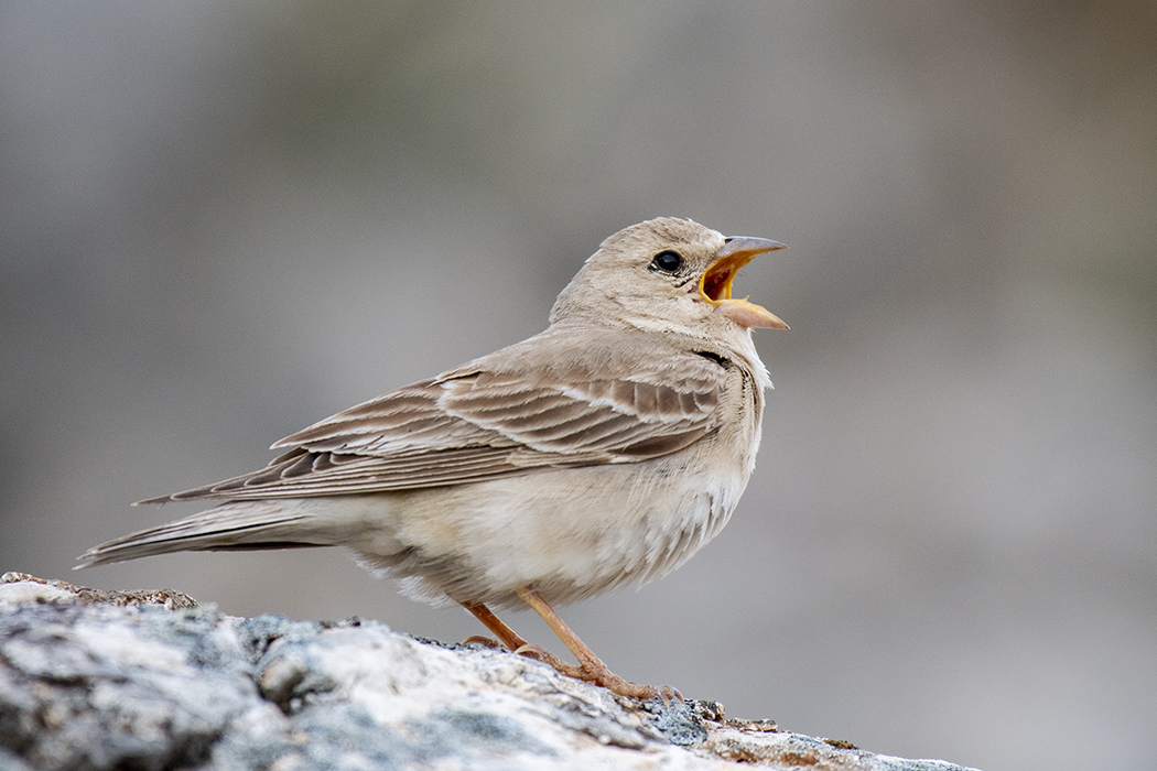 Pale Rockfinch